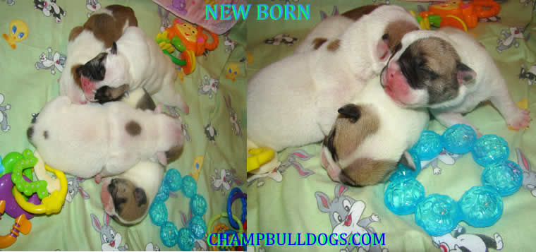 new born English bulldog picture